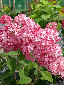 Hydrangea arborescens 'Pink Annabelle'