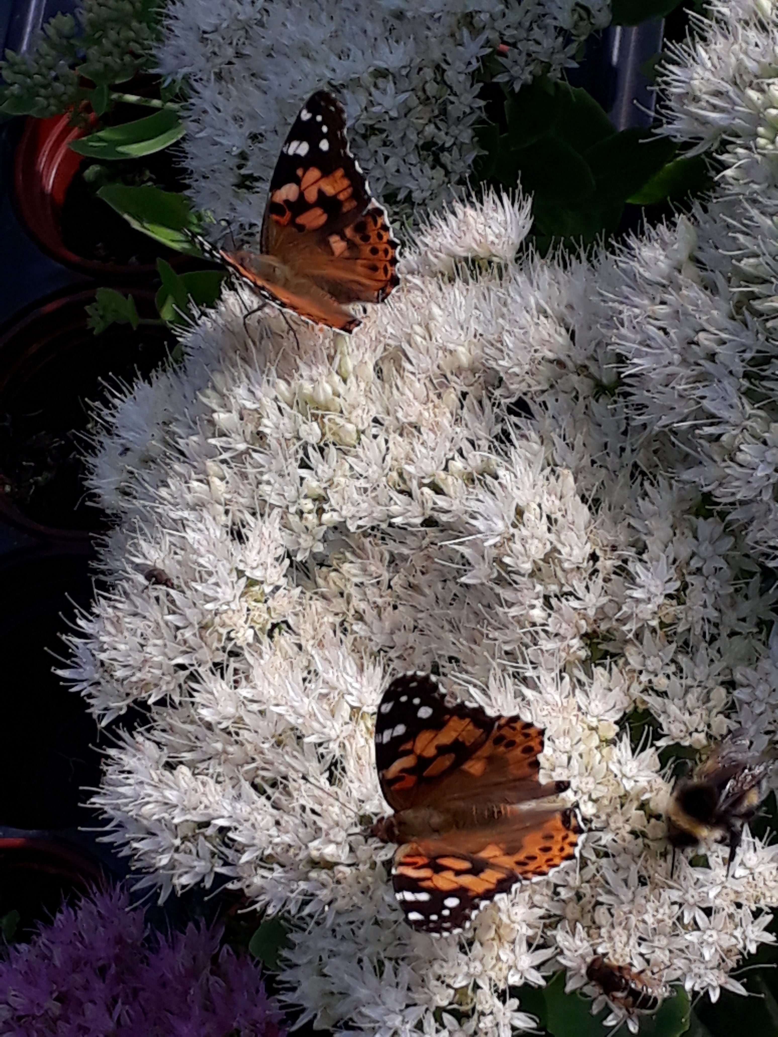 Sedum 'Stardust' (renamed Hylotelephium spectabile 'Stardust')