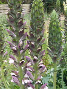 Acanthus spinosus AGM