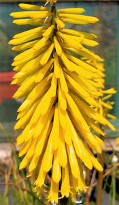 Kniphofia 'Bees Lemon'