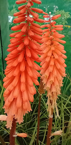 Kniphofia 'Timothy'