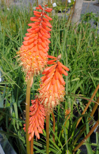 Kniphofia 'Alcazar'