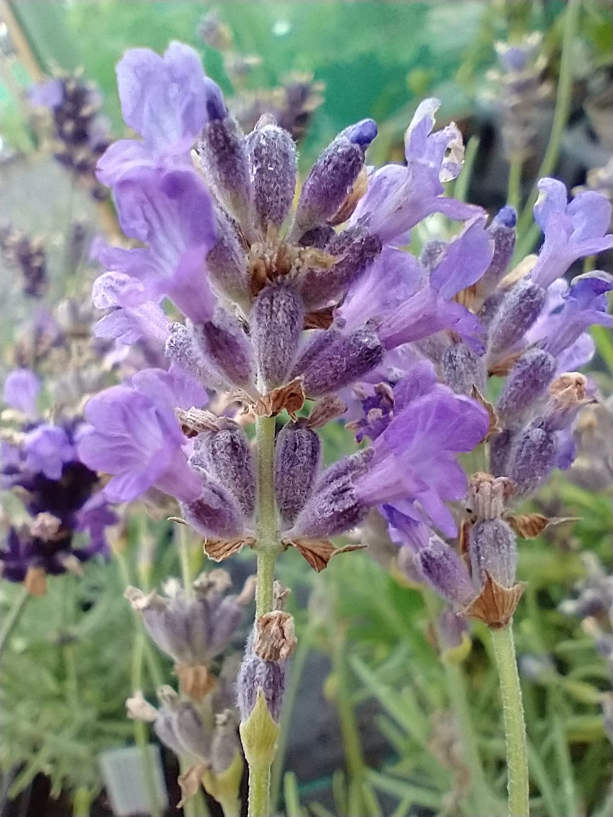 Lavandula angustifolia 'Munstead'