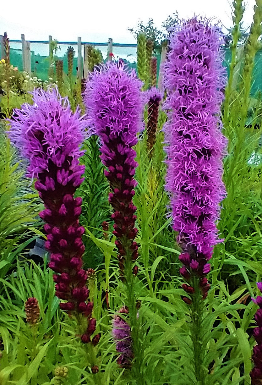 Liatris spicata 'Kobold'