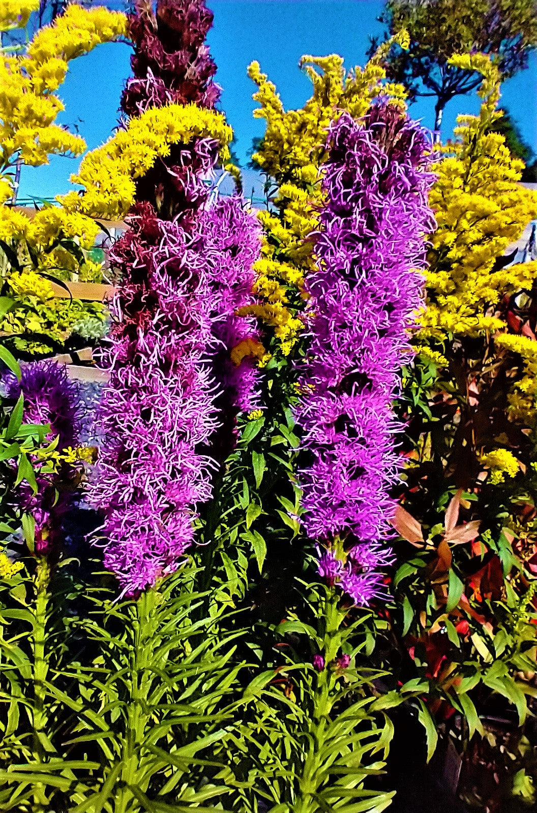 Liatris spicata 'Floristan Violett'