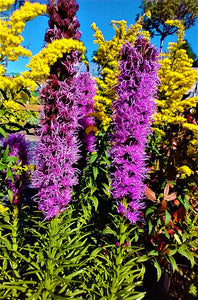 Liatris spicata 'Floristan Violett'