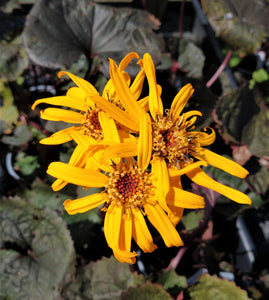 Ligularia dentata 'Britt Marie Crawford' AGM