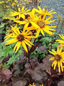 Ligularia dentata 'Britt Marie Crawford' AGM