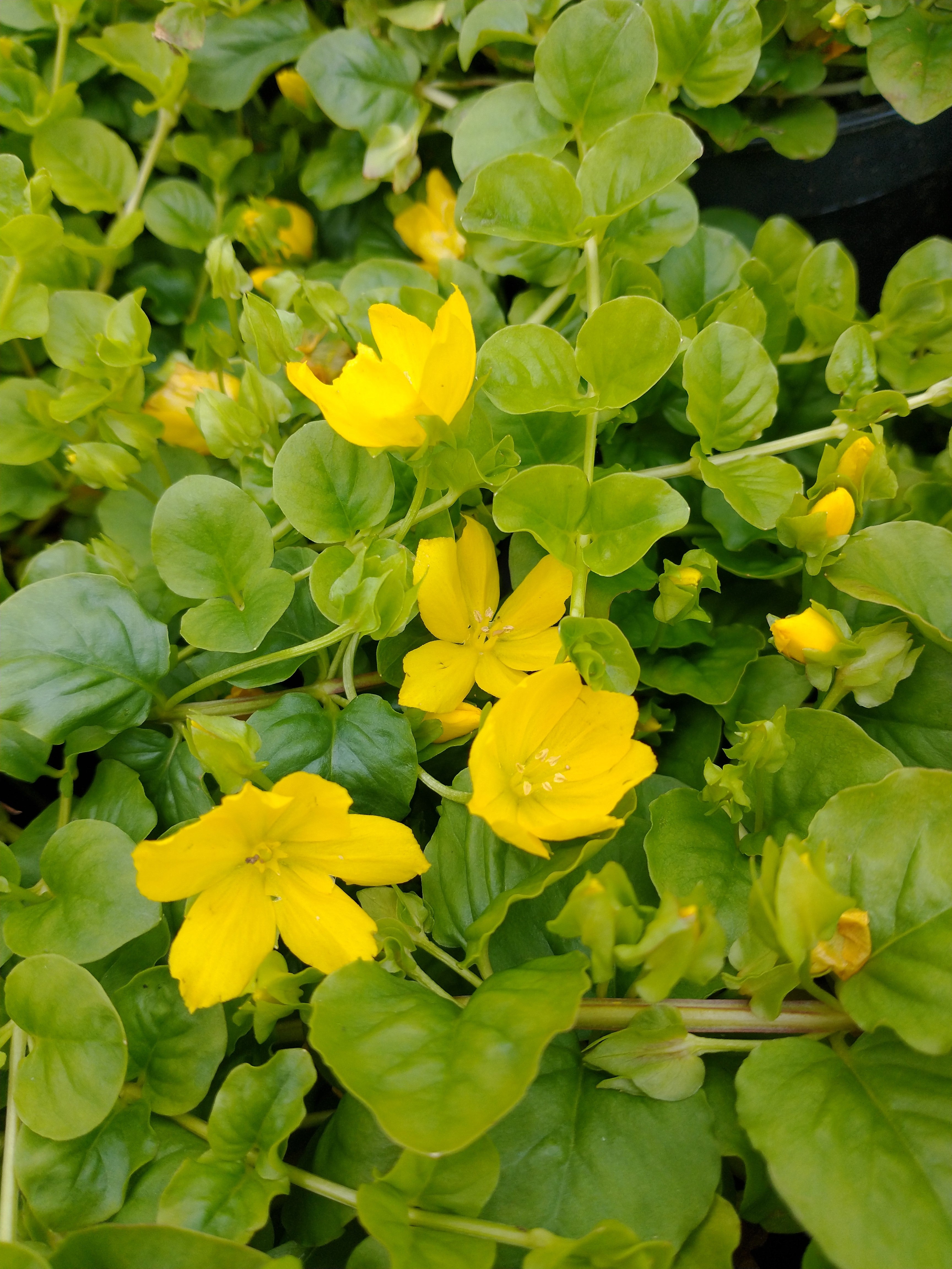 Lysimachia nummularia 'Aurea' AGM