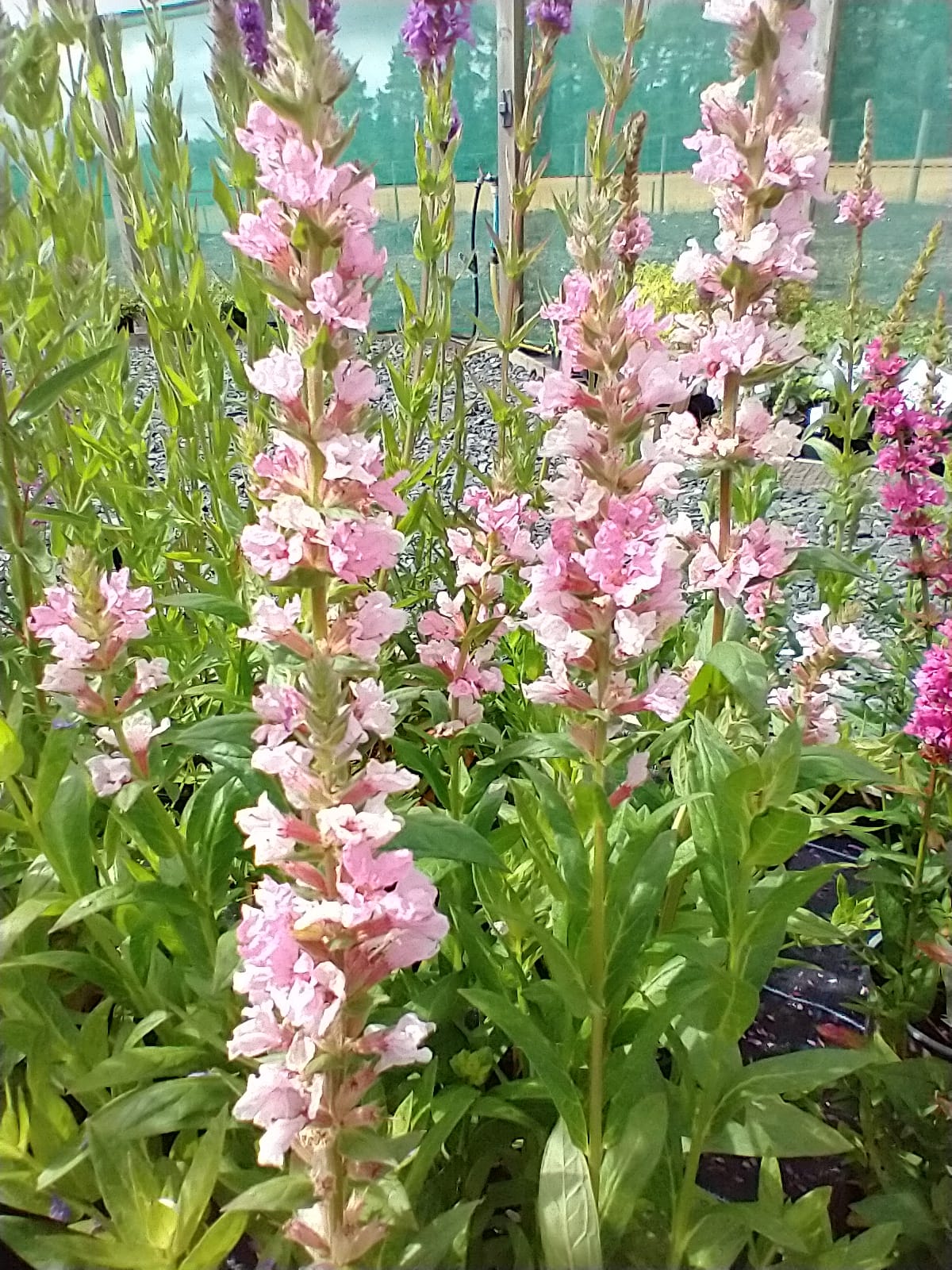 Lythrum salicaria 'Blush' AGM