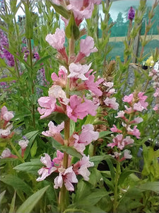 Lythrum salicaria 'Blush' AGM