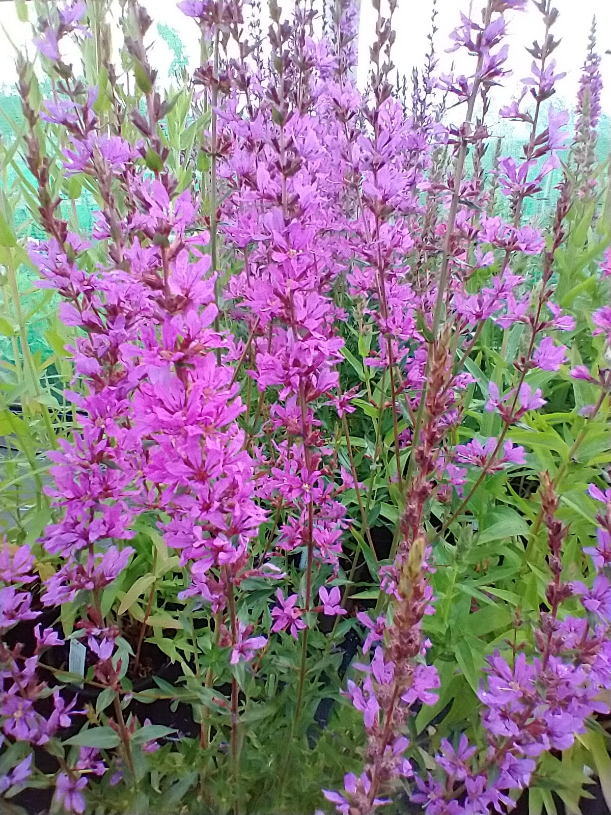 Lythrum virgatum 'Dropmore Purple'