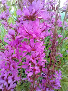 Lythrum virgatum 'Dropmore Purple'