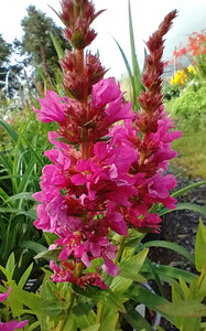 Lythrum salicaria 'Robert'