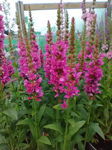 Lythrum salicaria 'Robert'