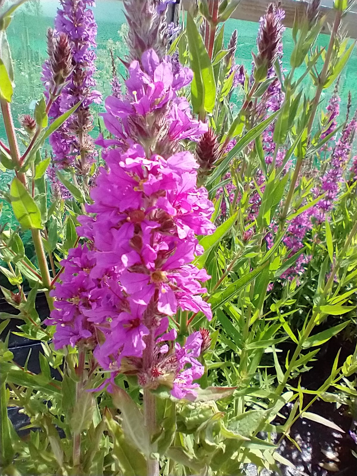 Lythrum virgatum 'Rosy Gem'