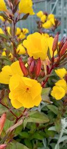 Oenothera 'Summer Sun'