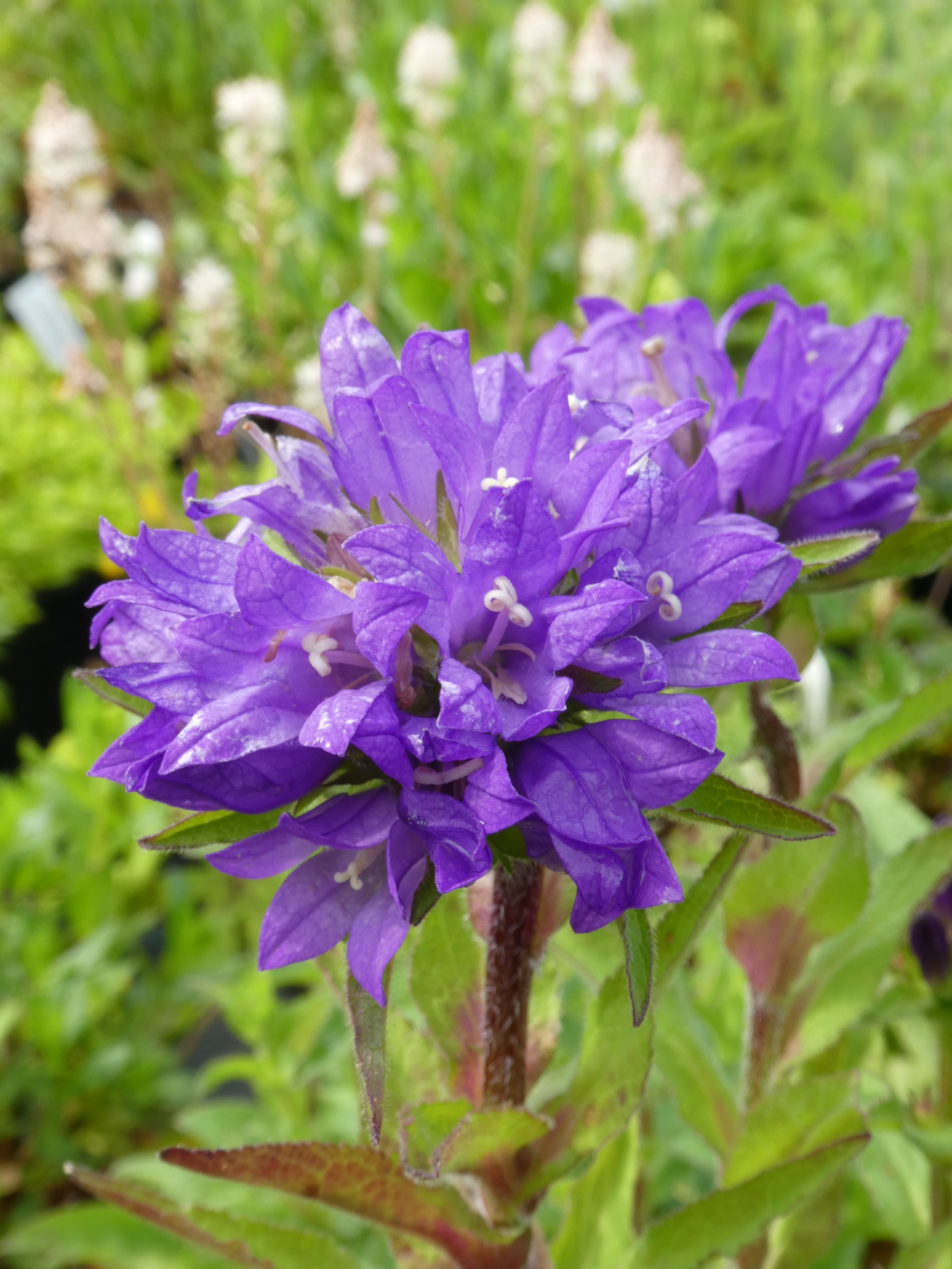 Campanula glomerata ‘Superba’ AGM