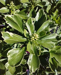 Pachysandra terminalis 'Variegata'