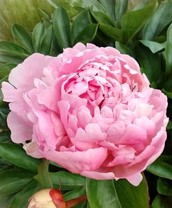 Paeonia lactiflora 'Sarah Bernhardt' AGM