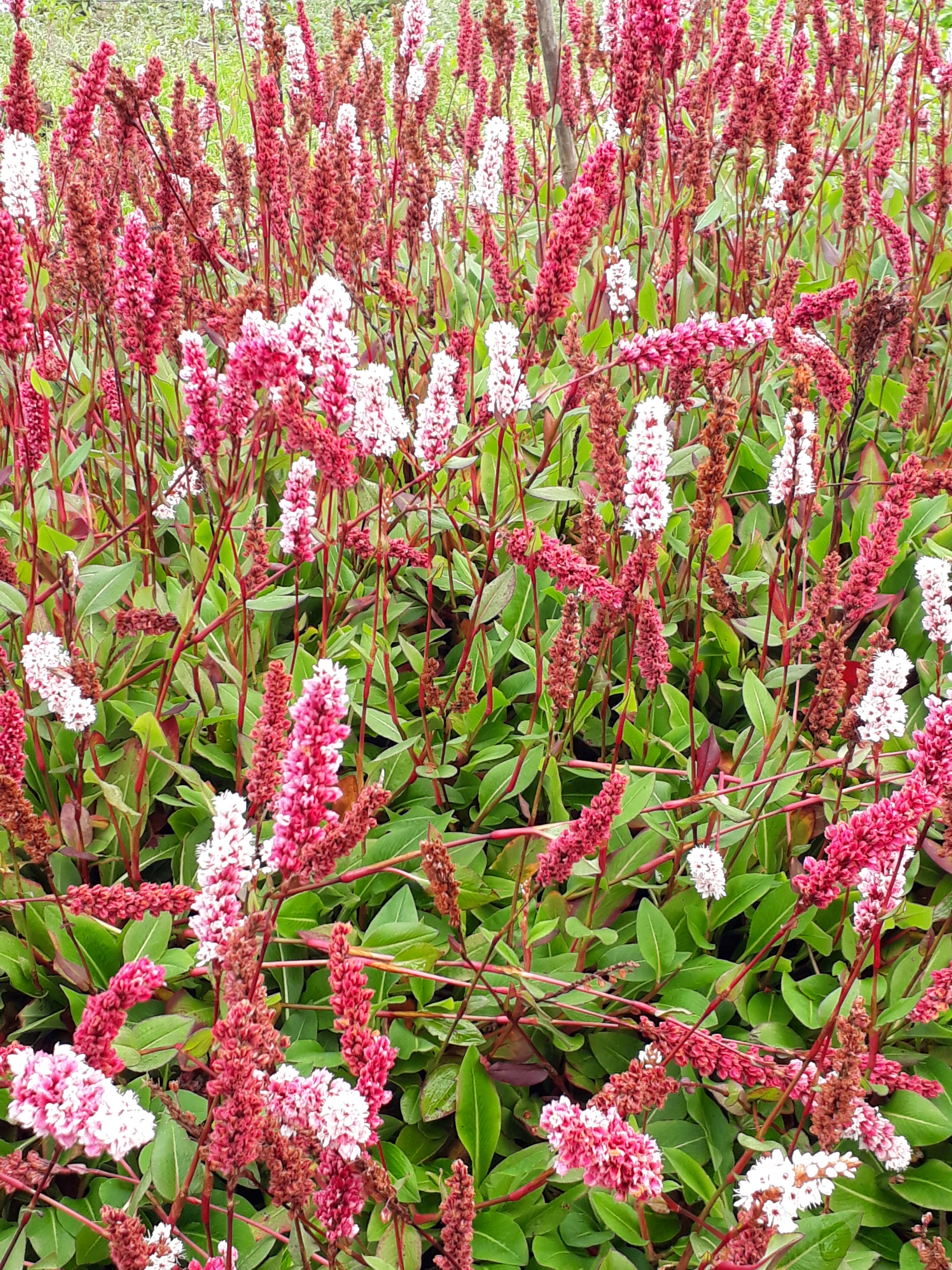 Persicaria affinis 'Darjeeling Red' AGM