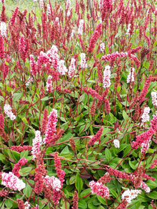 Persicaria affinis 'Darjeeling Red' AGM