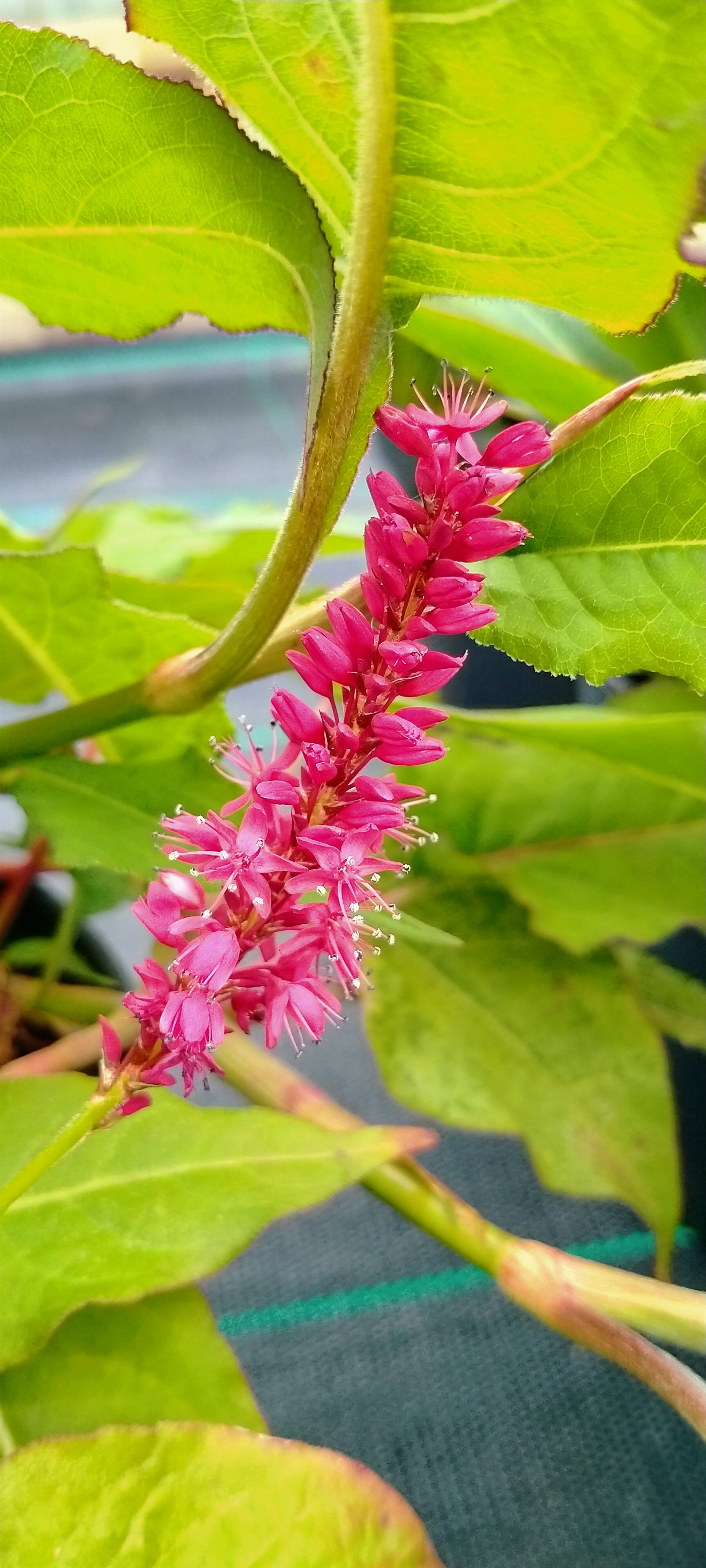 Persicaria amplexicaulis 'Firetail' AGM