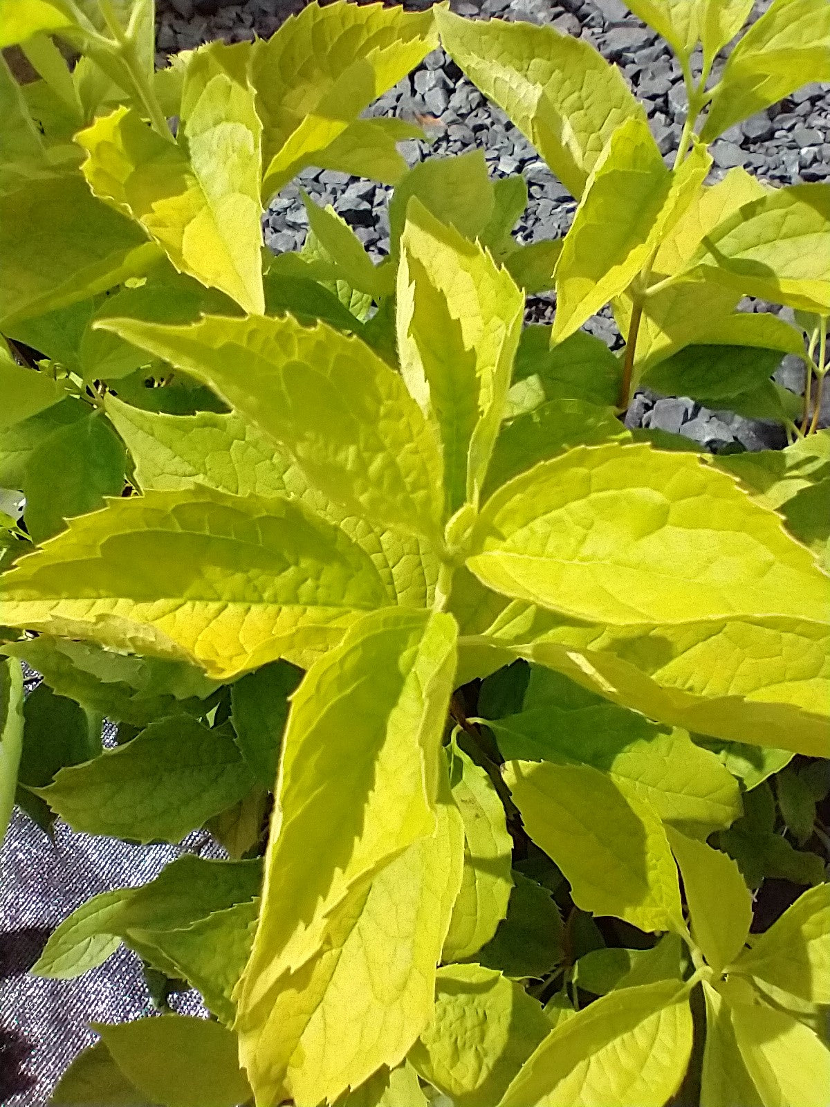 Philadelphus coronarius 'Aureus' AGM