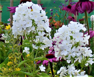 Phlox paniculata 'Fujiyama'