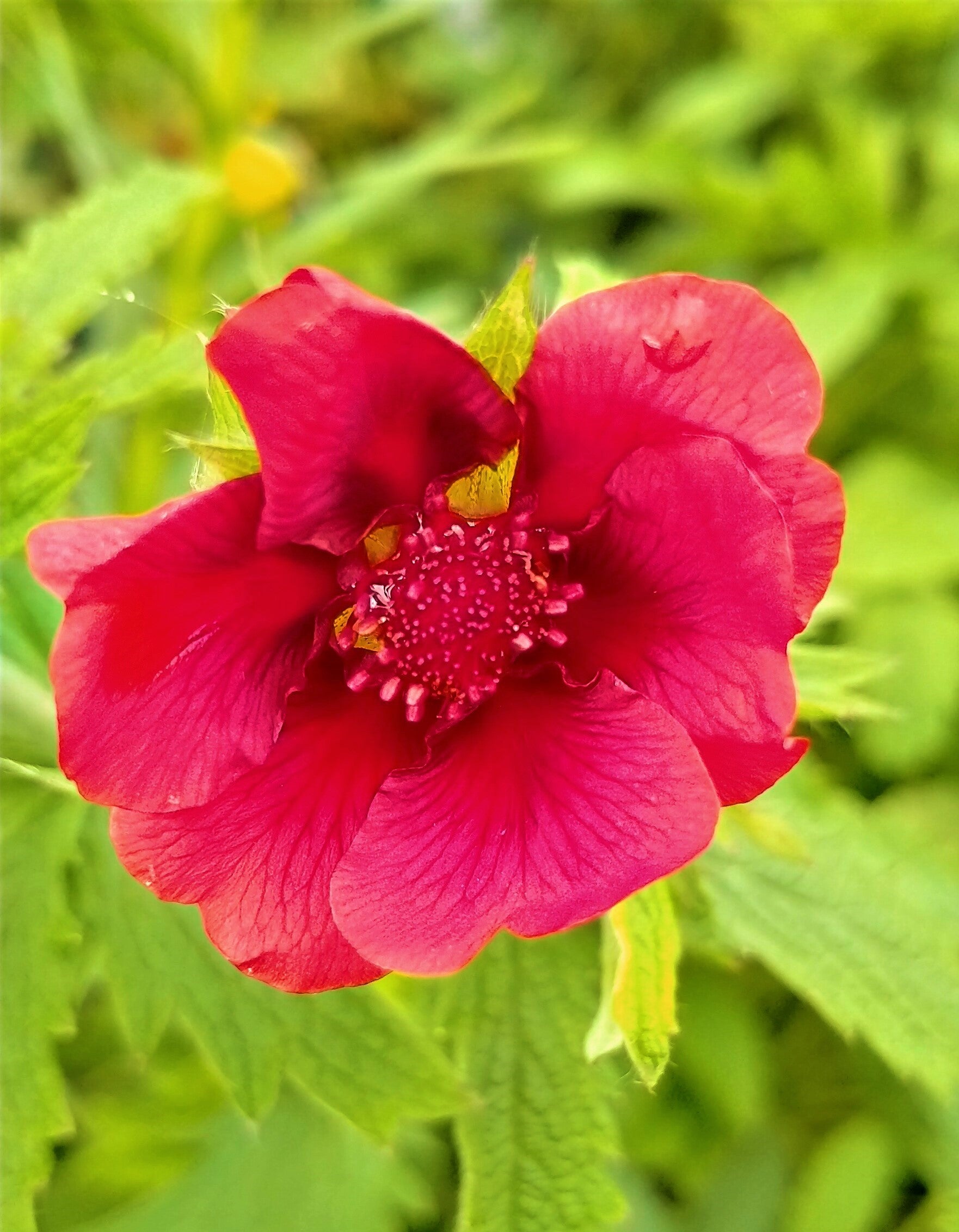 Potentilla thurberi 'Monarch’s Velvet'