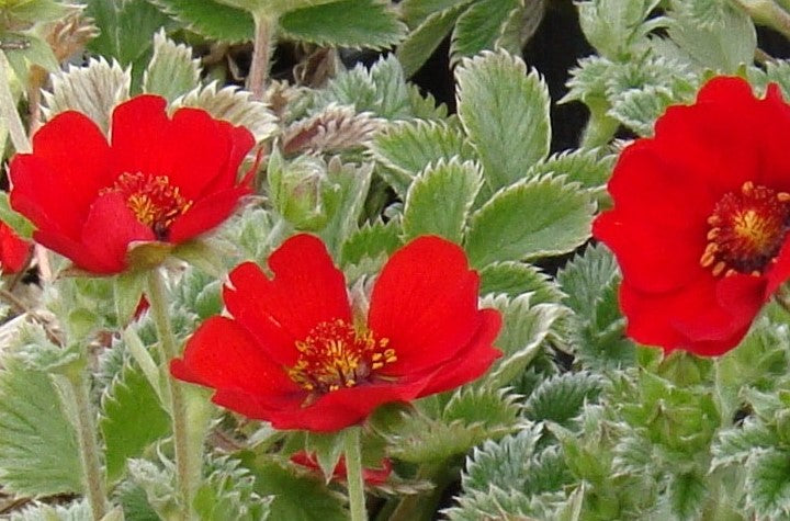 Potentilla atrosanguinea