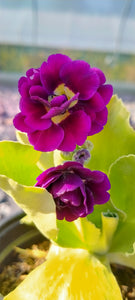 Primula auricula 'Purple Pip'