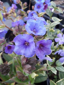 Pulmonaria 'Blue Ensign' AGM