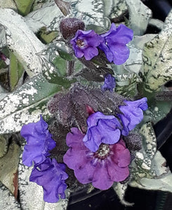 Pulmonaria 'Diana Clare' AGM