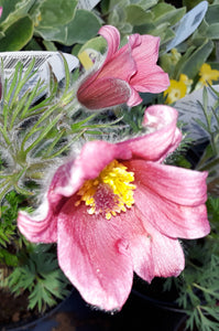 Pulsatilla vulgaris var. rubra