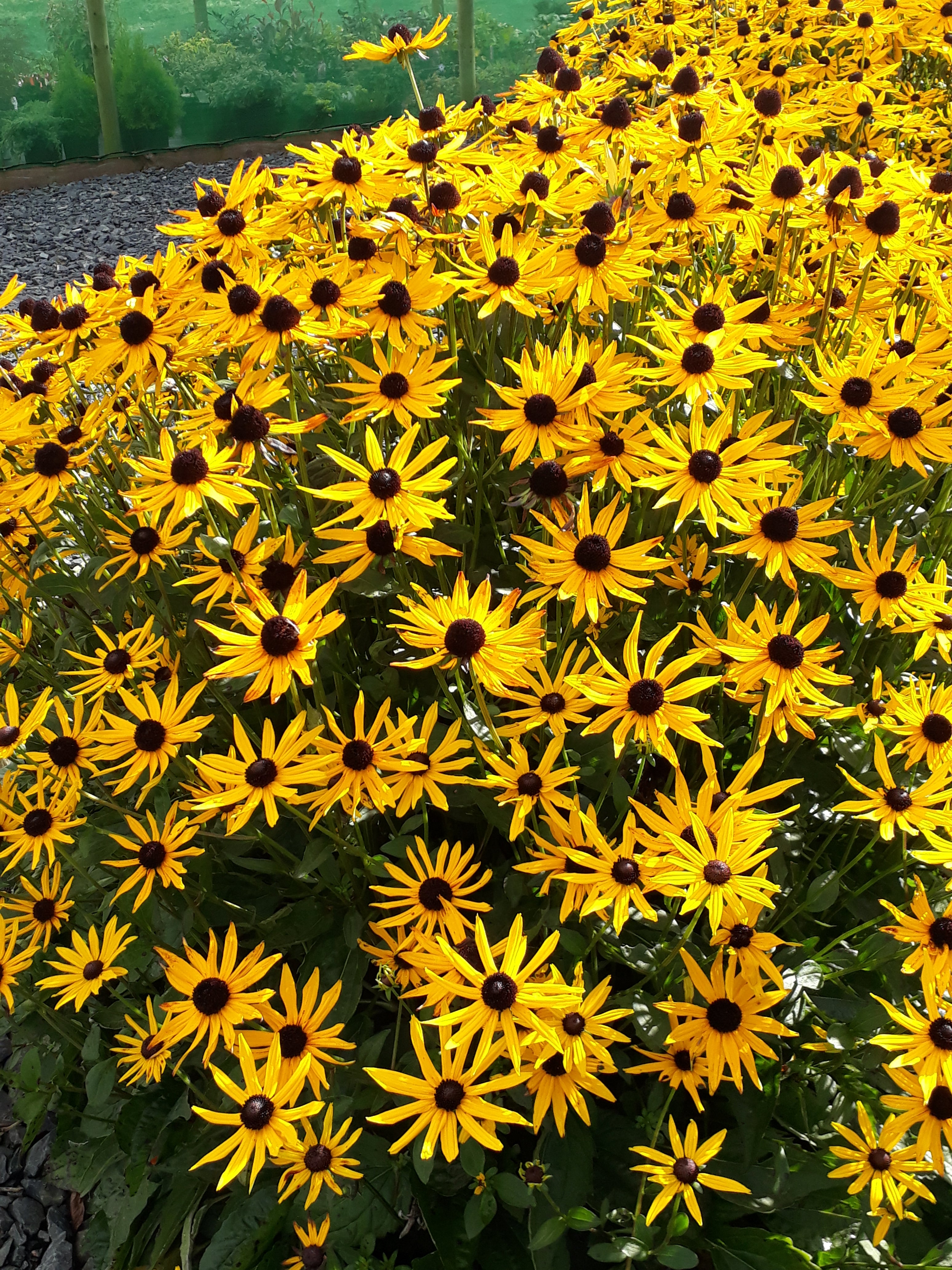 Rudbeckia fulgida var. sullivantii 'Goldsturm' AGM