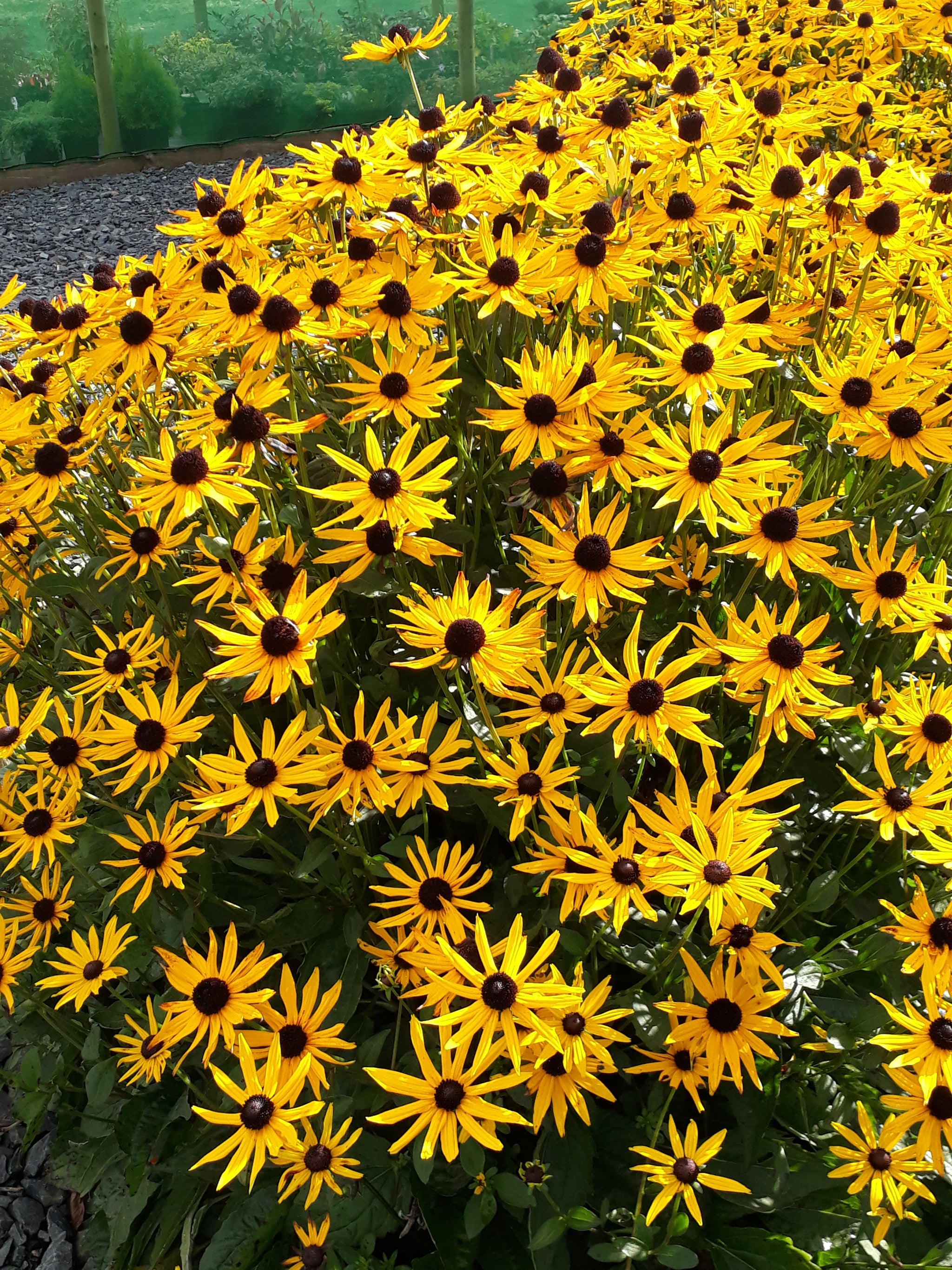 Rudbeckia fulgida var. sullivantii 'Goldsturm' AGM – Pine Tree Nurseries