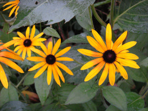 Rudbeckia fulgida var. sullivantii 'Goldsturm' AGM