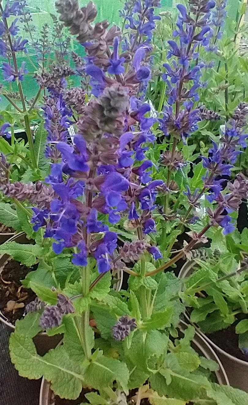 Salvia x sylvestris 'Viola Klose' AGM