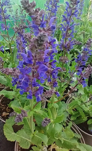 Salvia x sylvestris 'Viola Klose' AGM