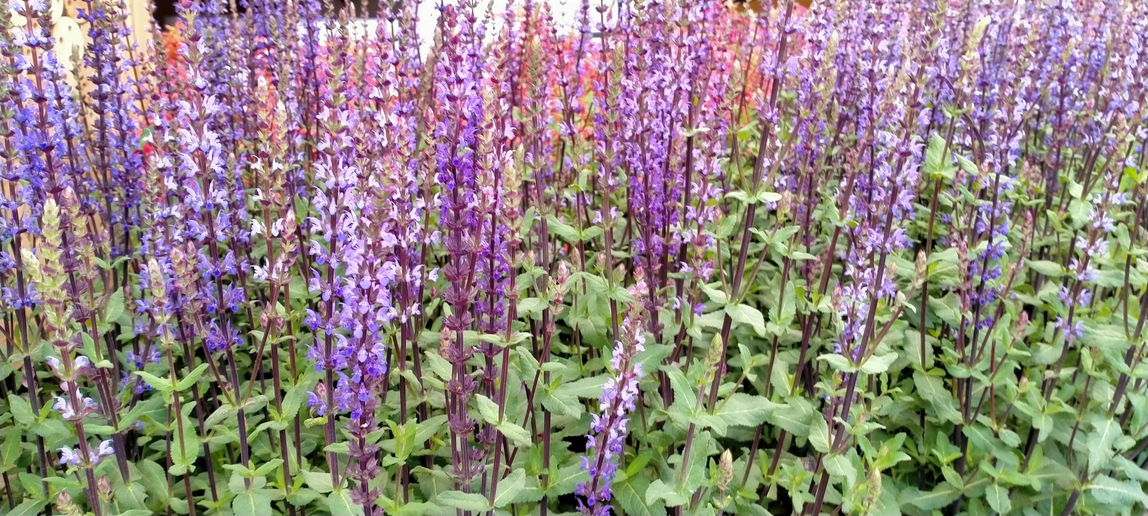 Salvia nemorosa 'Caradonna' AGM