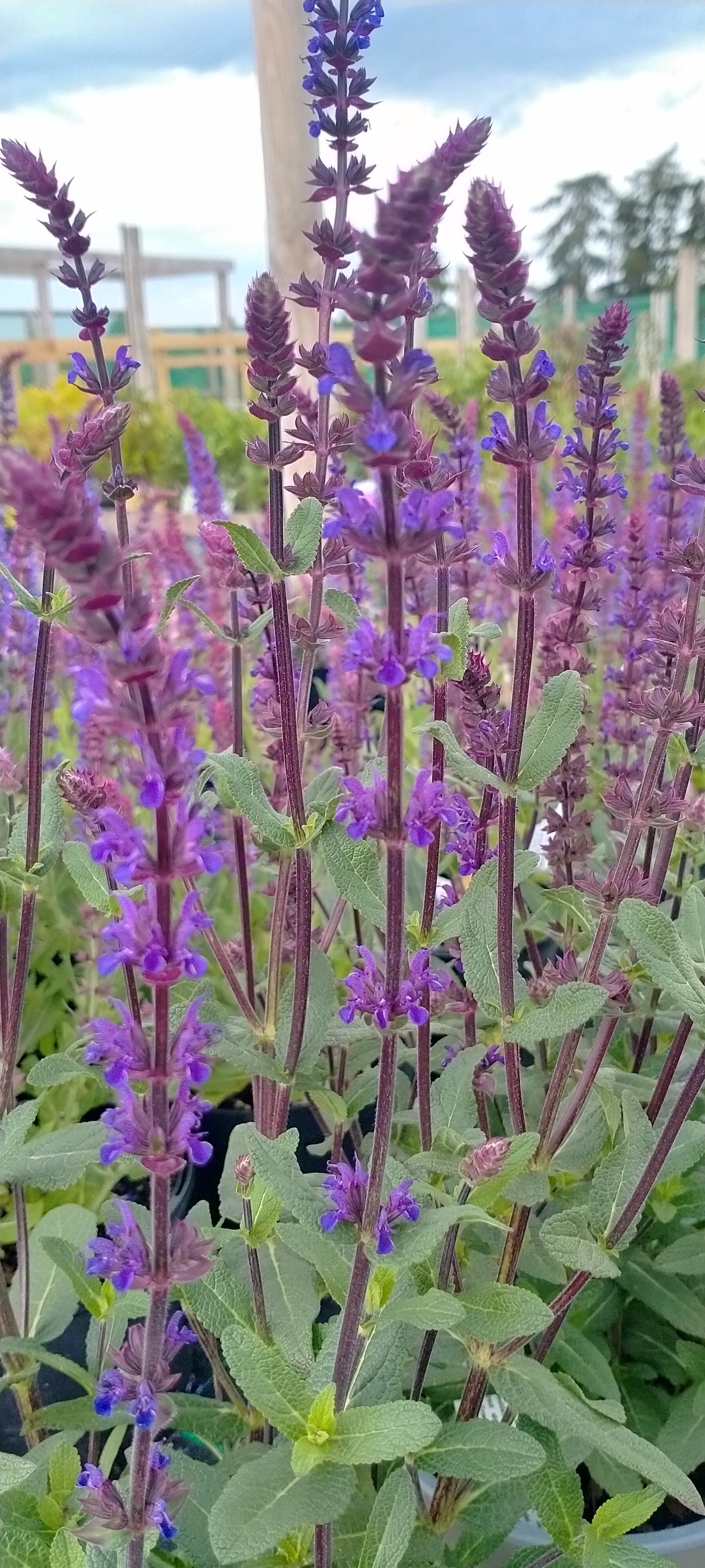 Salvia nemorosa 'Caradonna' AGM