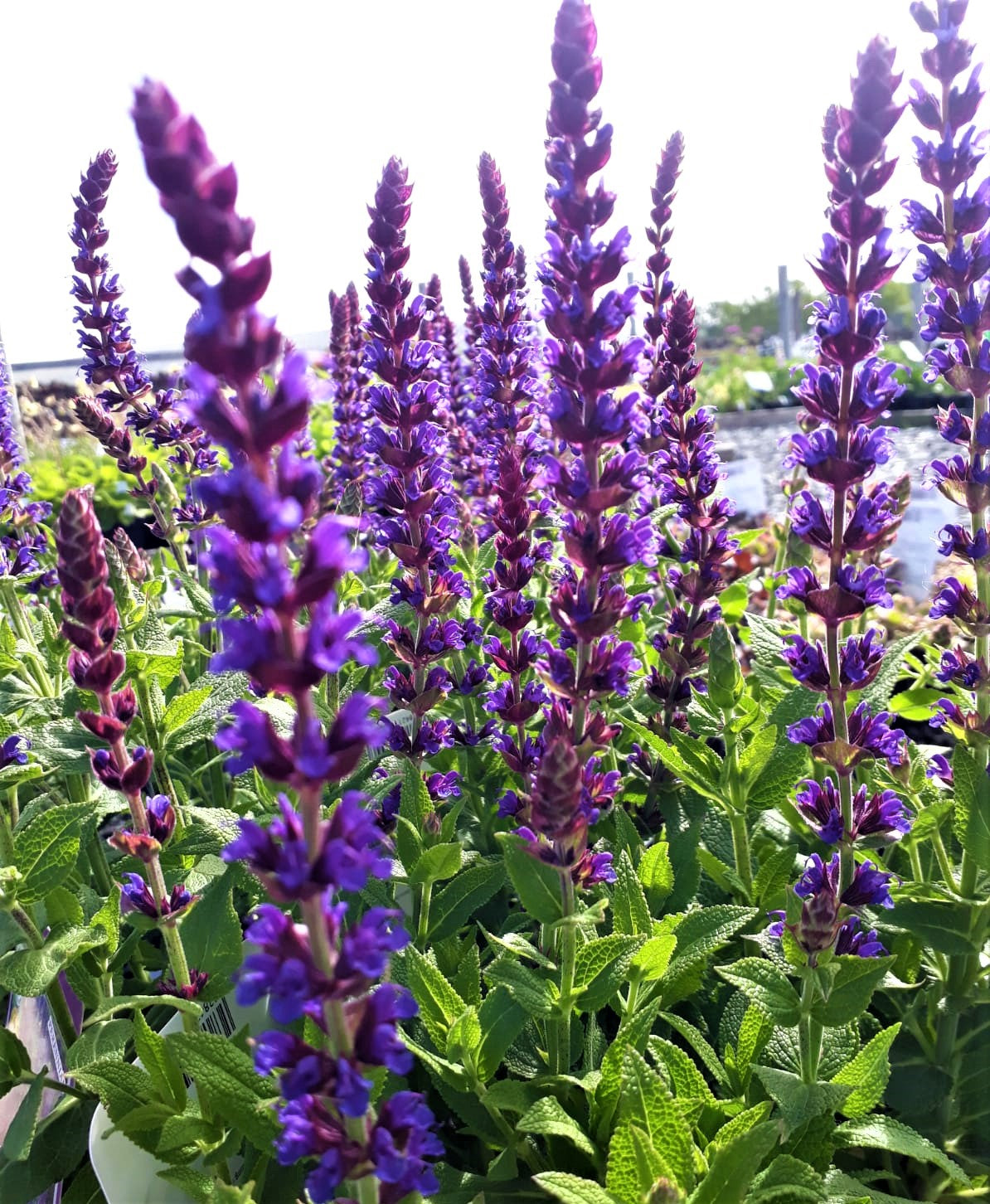 Salvia nemorosa 'Ostfriesland' AGM