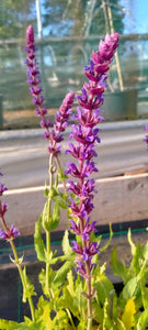 Salvia nemorosa 'Ostfriesland' AGM