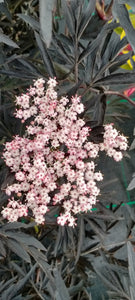 Sambucus nigra f. porphyrophylla 'Black Lace'  AGM