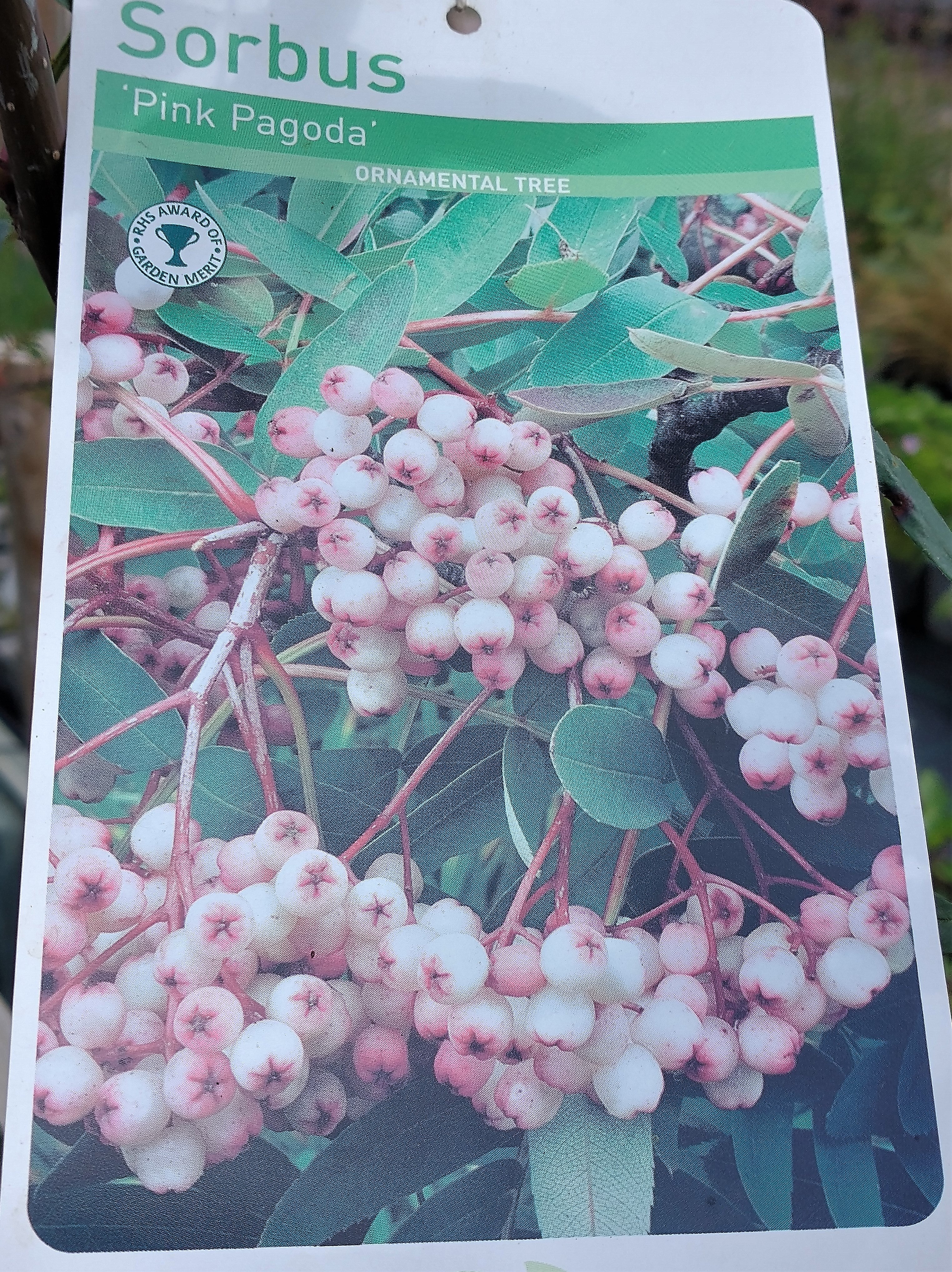 Sorbus 'Pink Pagoda'  AGM