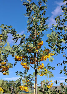 Sorbus 'Sunshine'