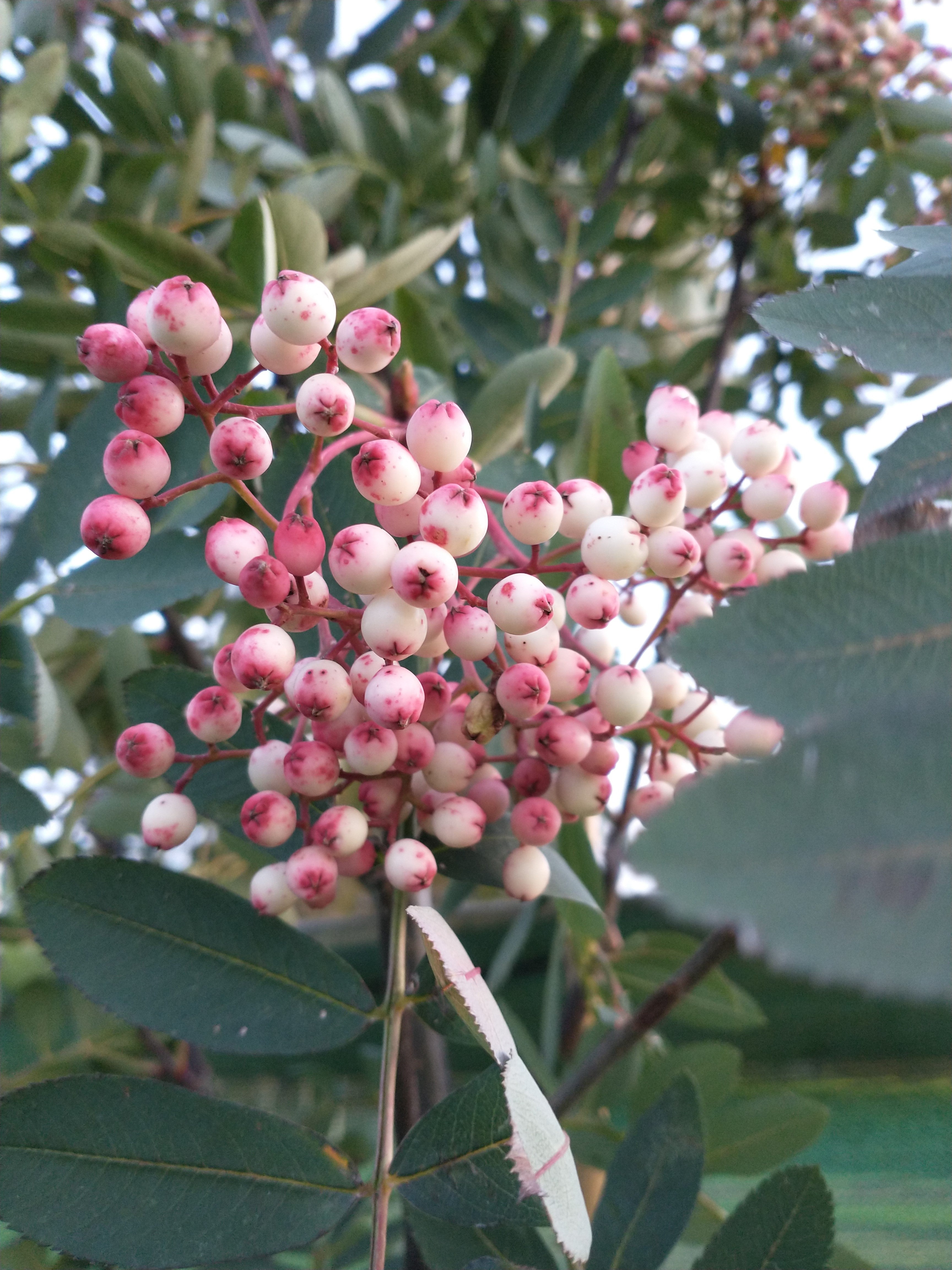 Sorbus hupehensis