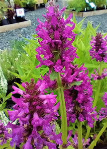 Stachys officinalis 'Hummelo' AGM