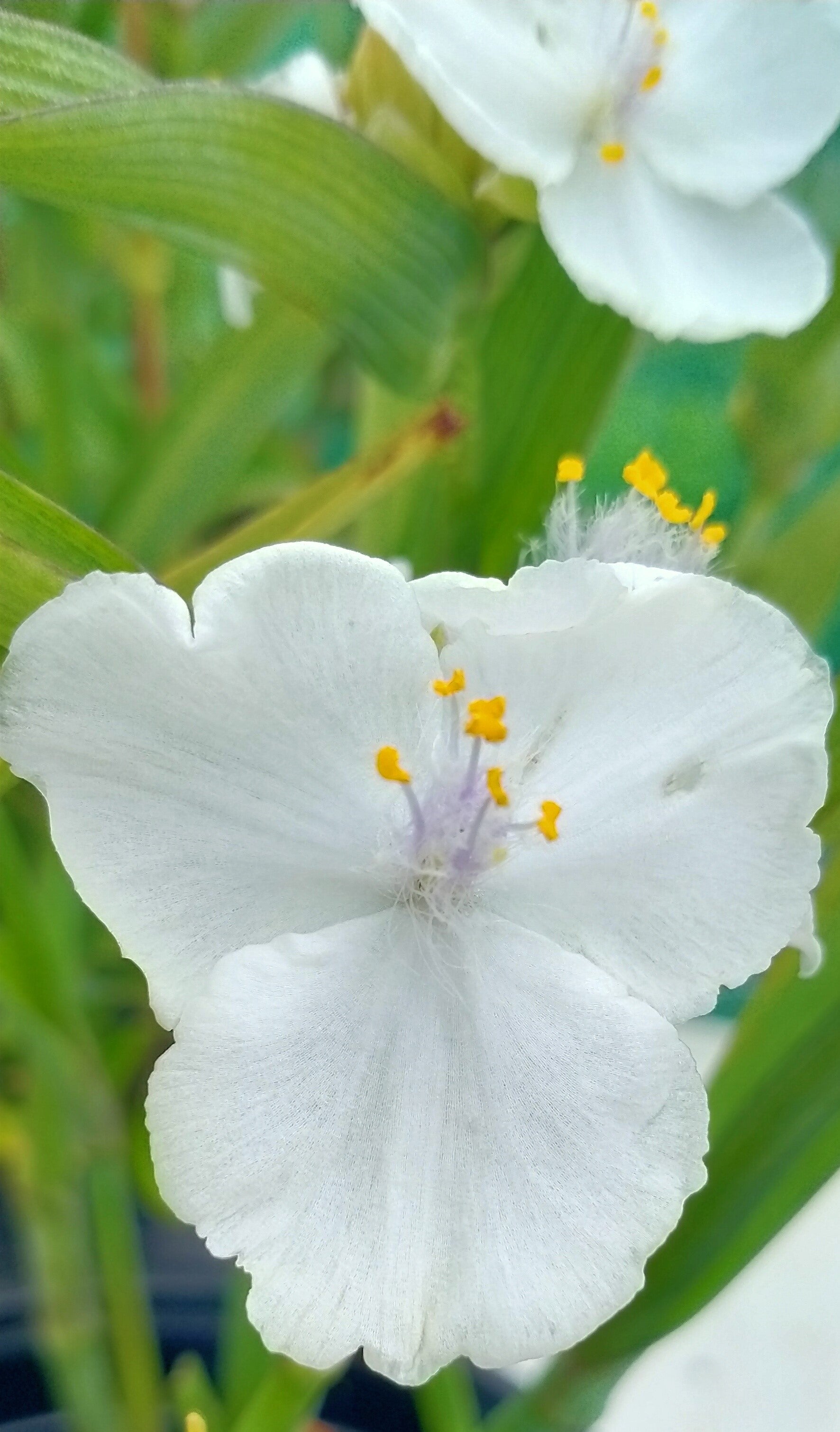 Tradescantia Andersoniana Group  ‘Innocence’